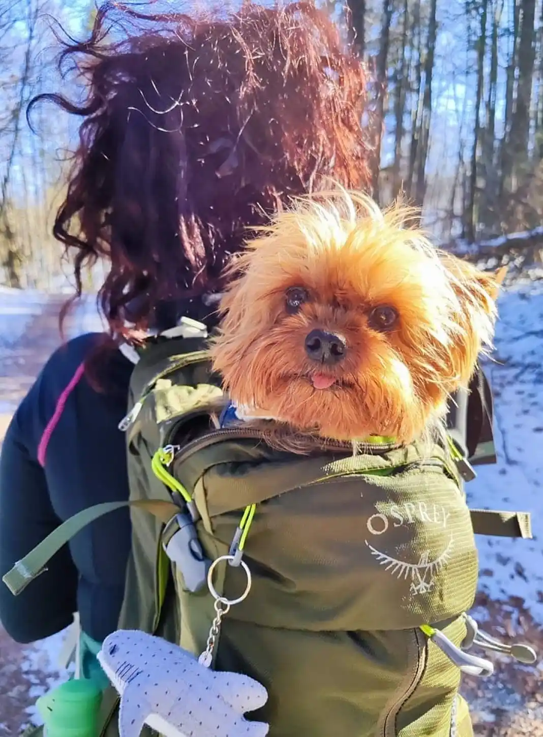 šetnje s kućnim ljubimcima