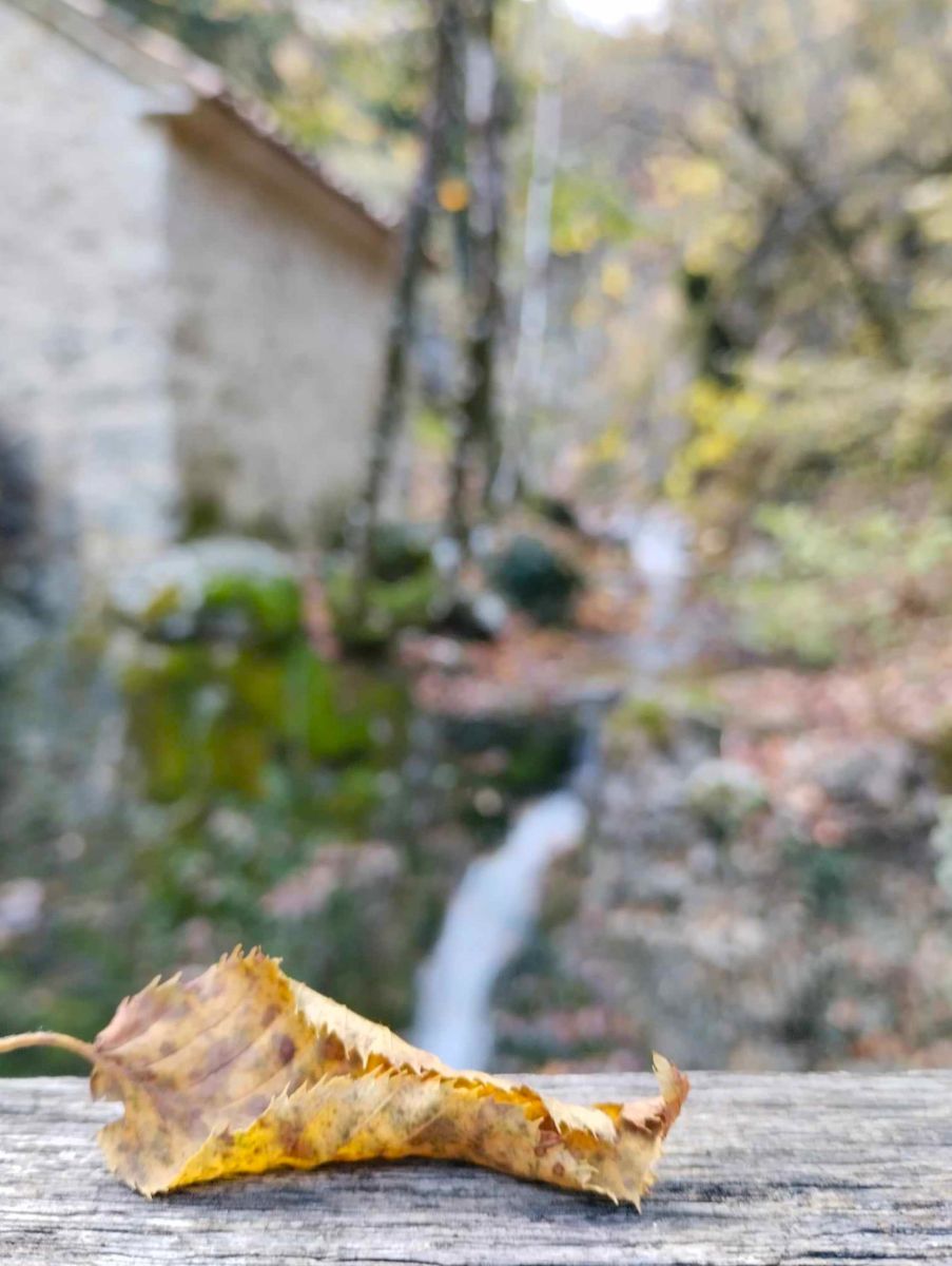 Trebišća Perun, Mošćenička Draga, list, jesen, priroda