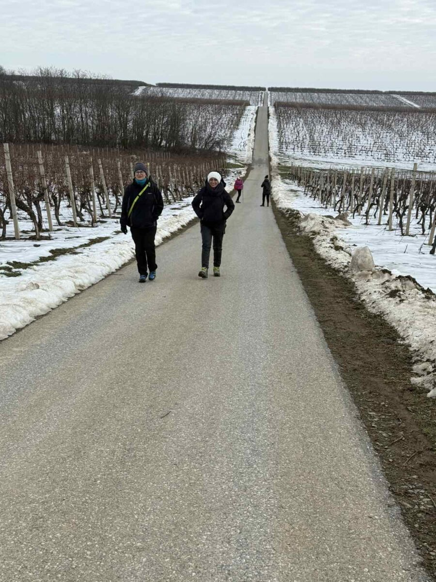 Baranja, zima, Baranjsko brdo, vinogradi