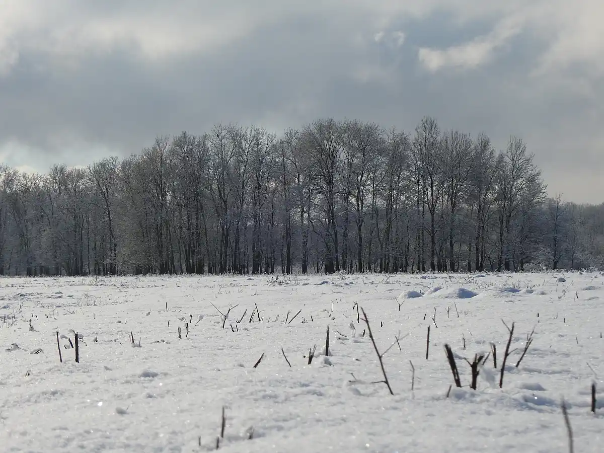 Lonjsko polje zimi