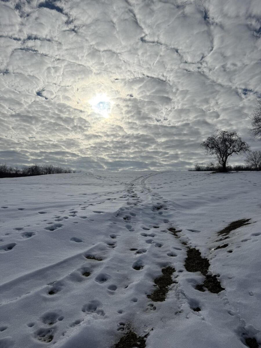 Baranja, zima, Baranjsko brdo, vinogradi