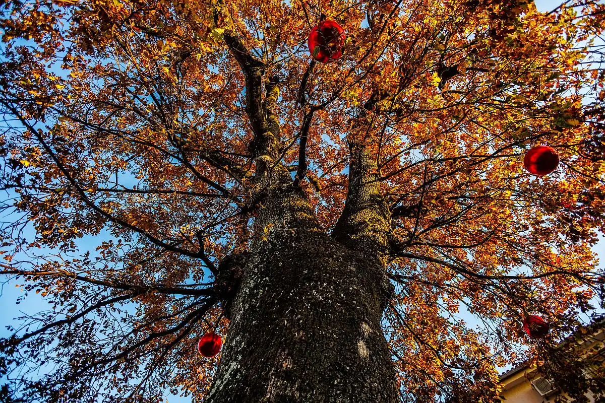 Kostrena stablo godine