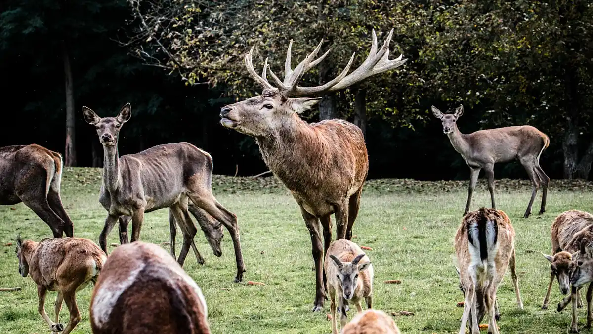 zima u Termama Sveti Martin