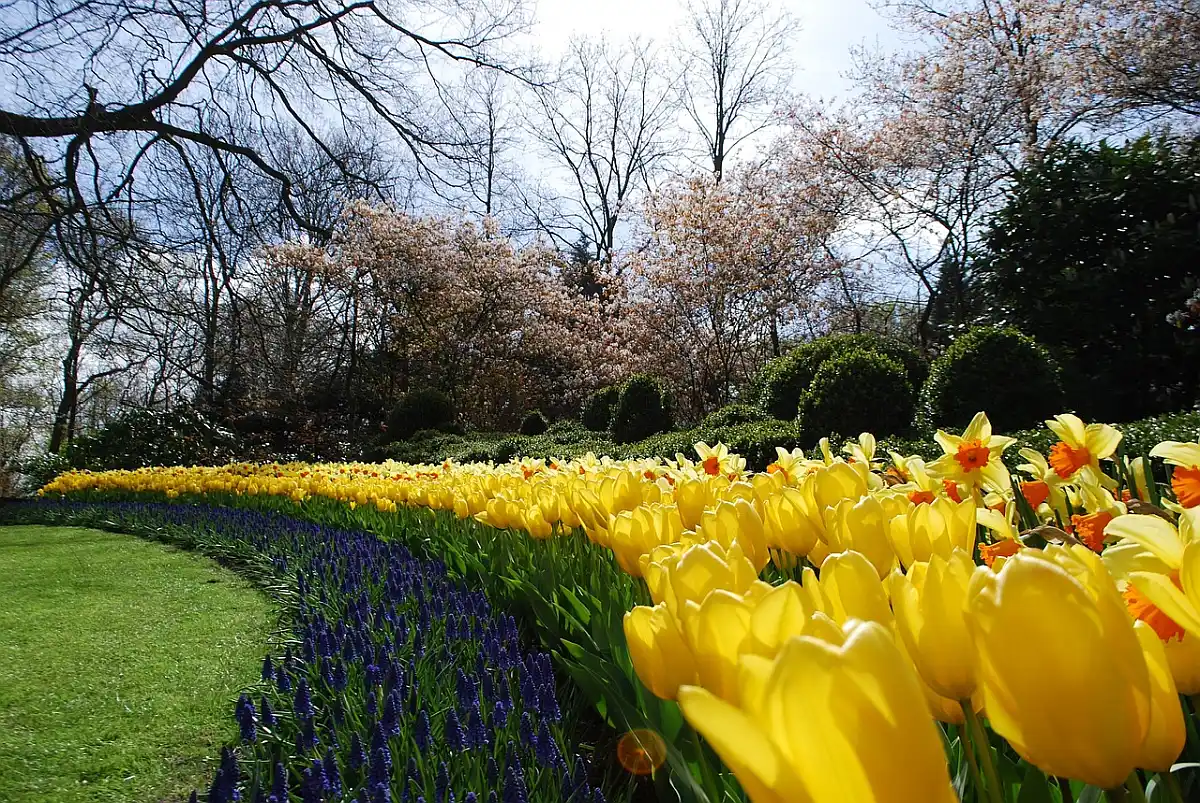 Keukenhof vrt - park
