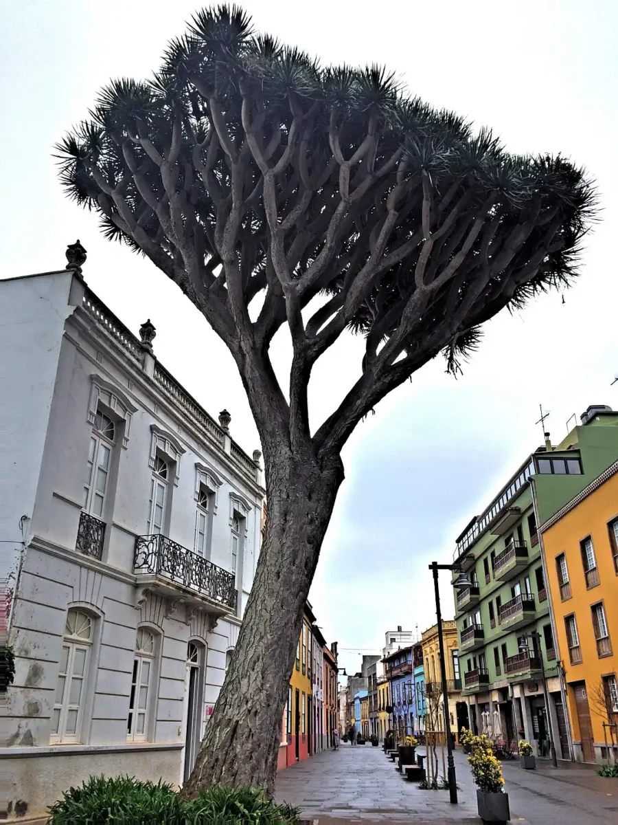 La Laguna Tenerife