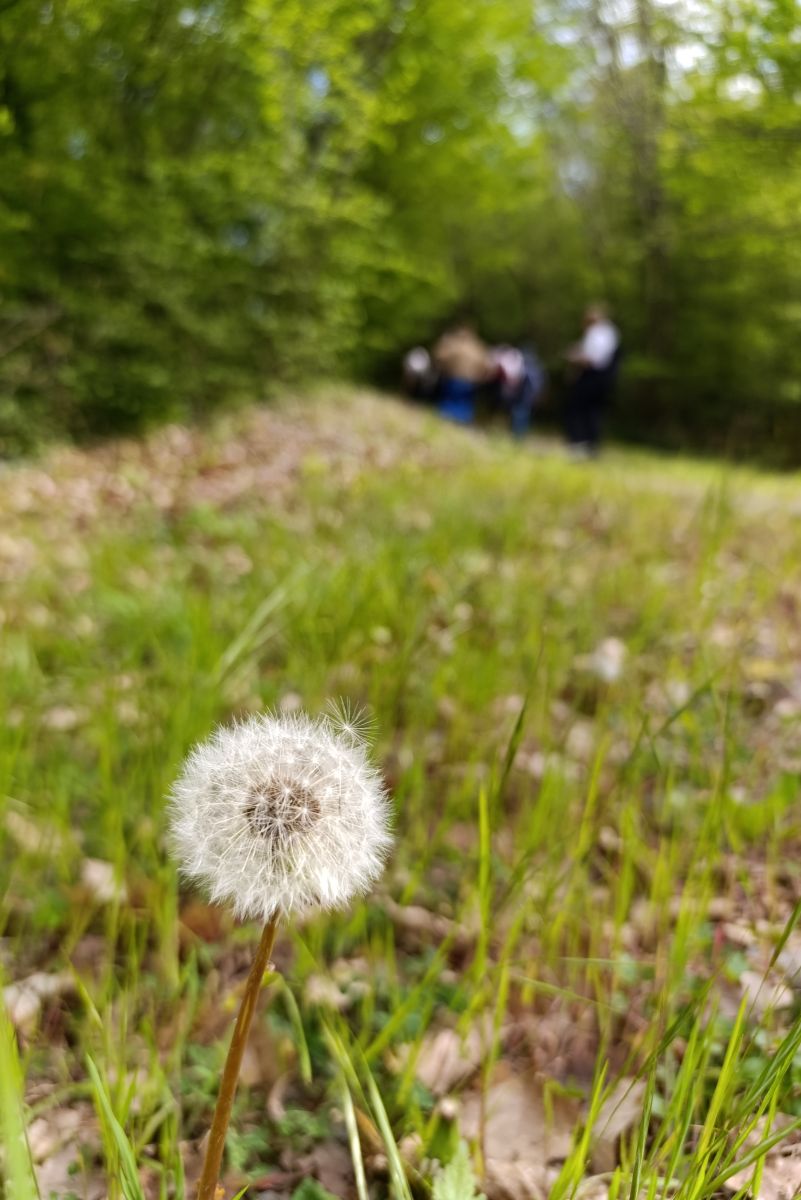 maslačak, šetnja, Veprinac, Wine & Walk, priroda, cvijeće, šuma, outdoor