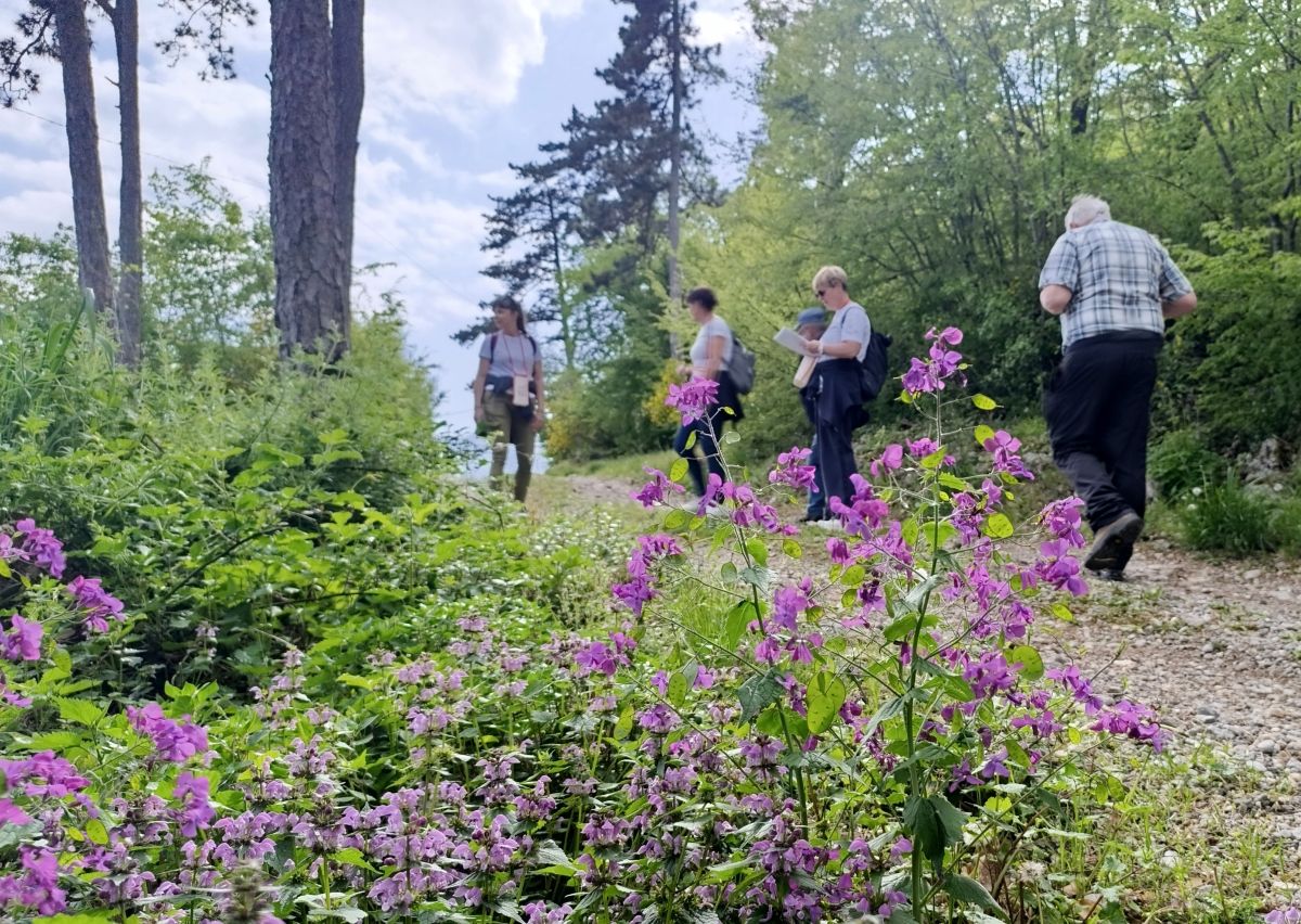 šetnja, Veprinac, Wine & Walk, priroda, cvijeće, šuma, outdoor