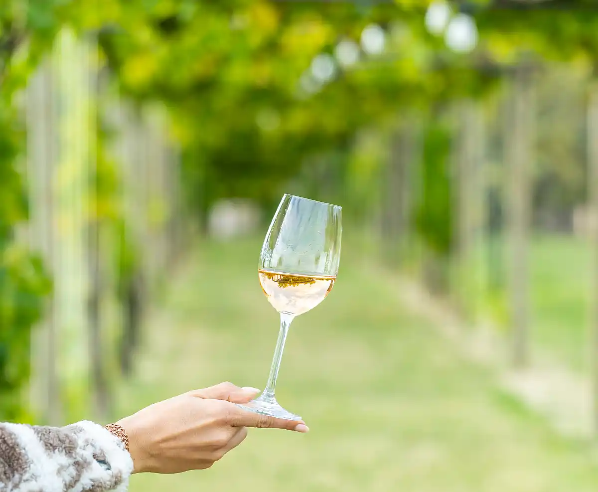 Vinski mjesec Osječko-baranjske županije