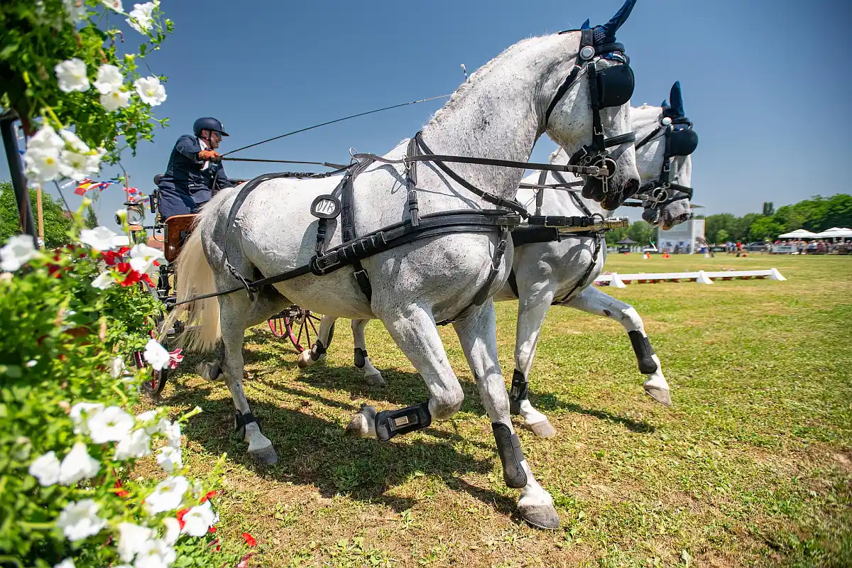 Feričanci - konjički zaprežni sport