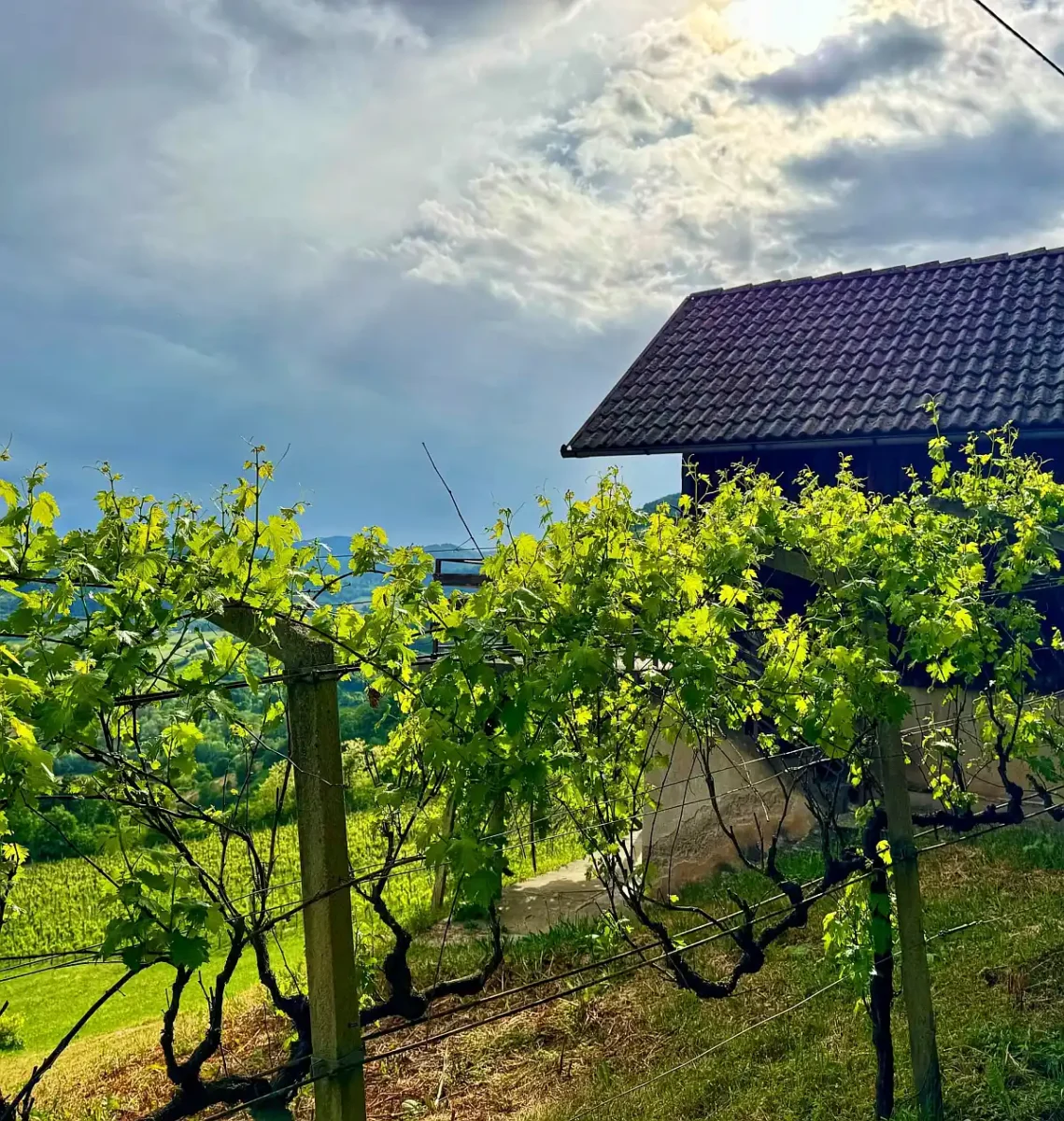 Vinogradi Zagorje