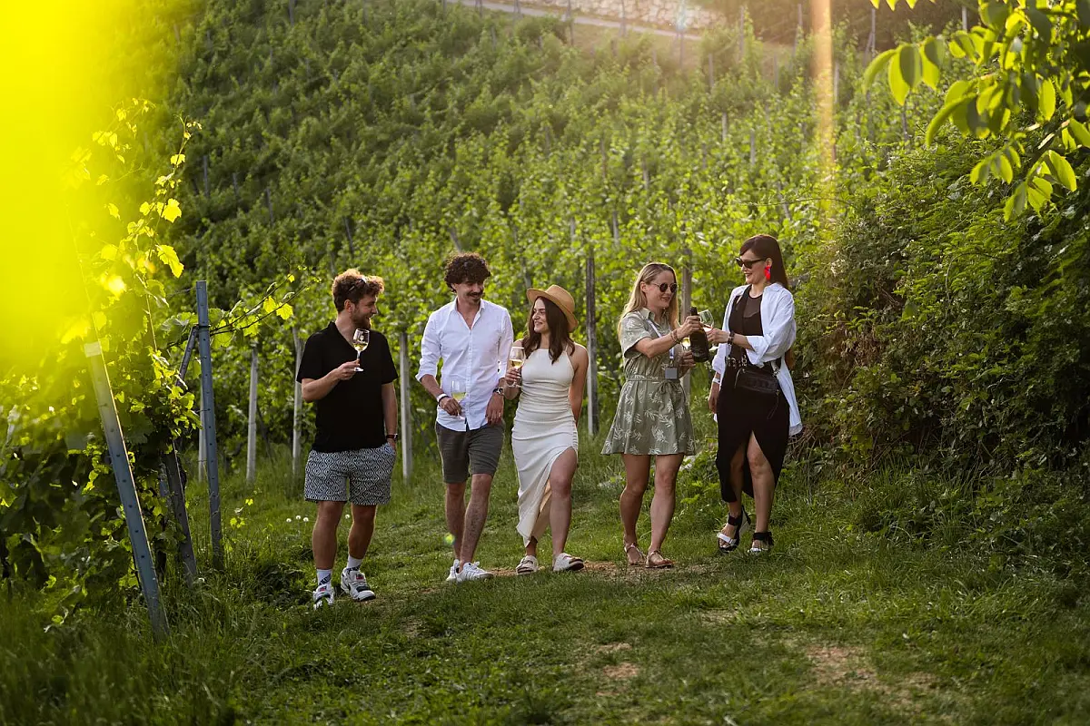 Vinogradi s pogledom