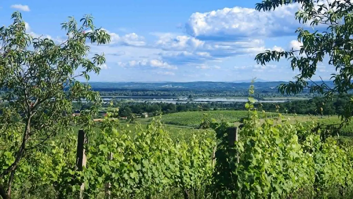 Zalazak u vinogradu Brodski Stupnik