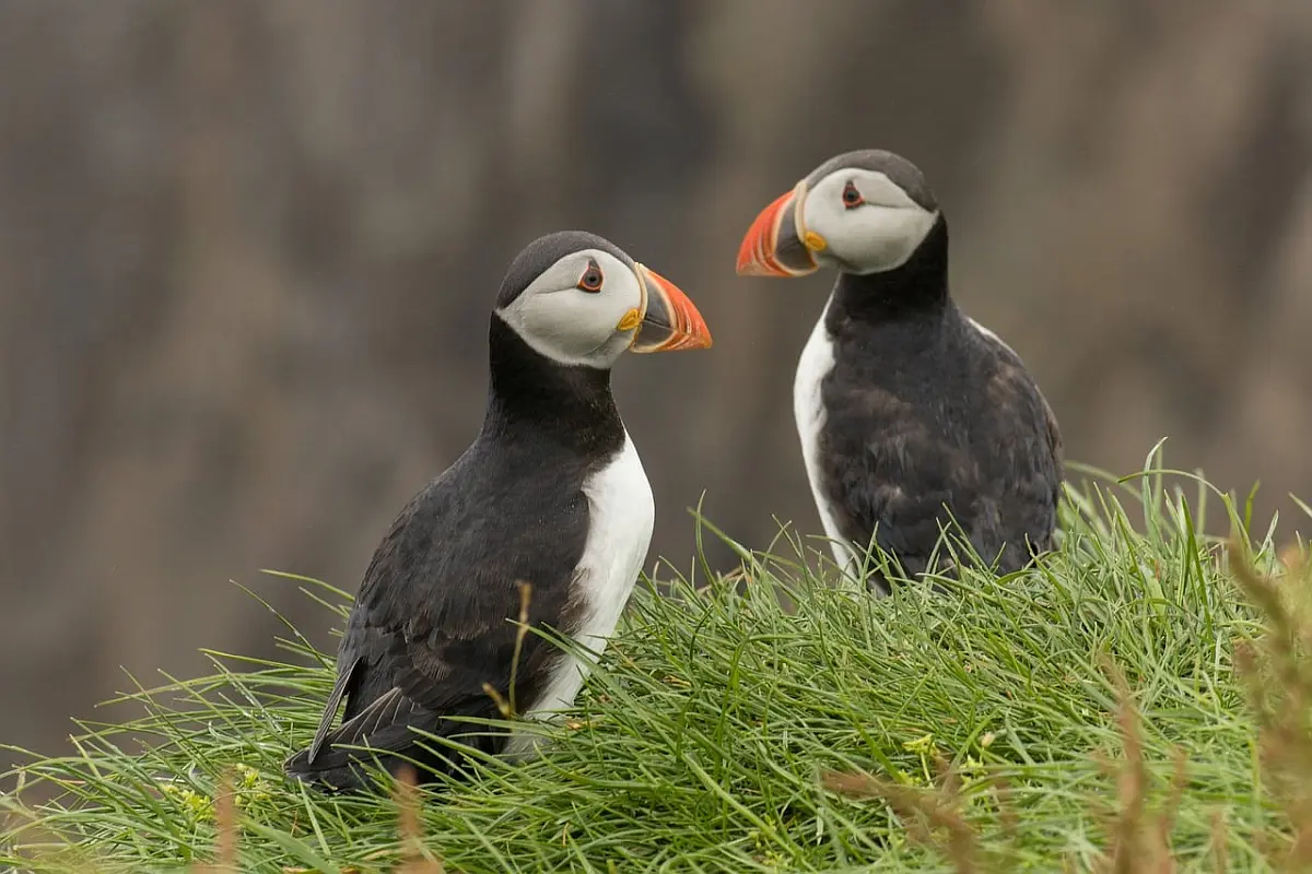 atlantski puffini