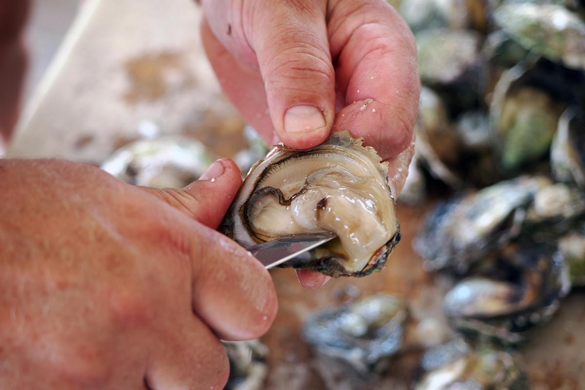 Ston, oyster farm Gusta Me,