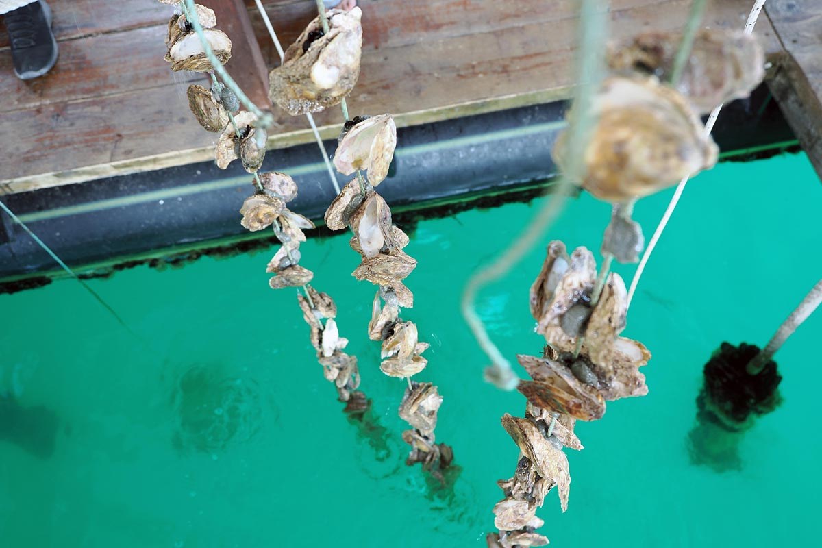 Ston, oyster farm Gusta Me,
