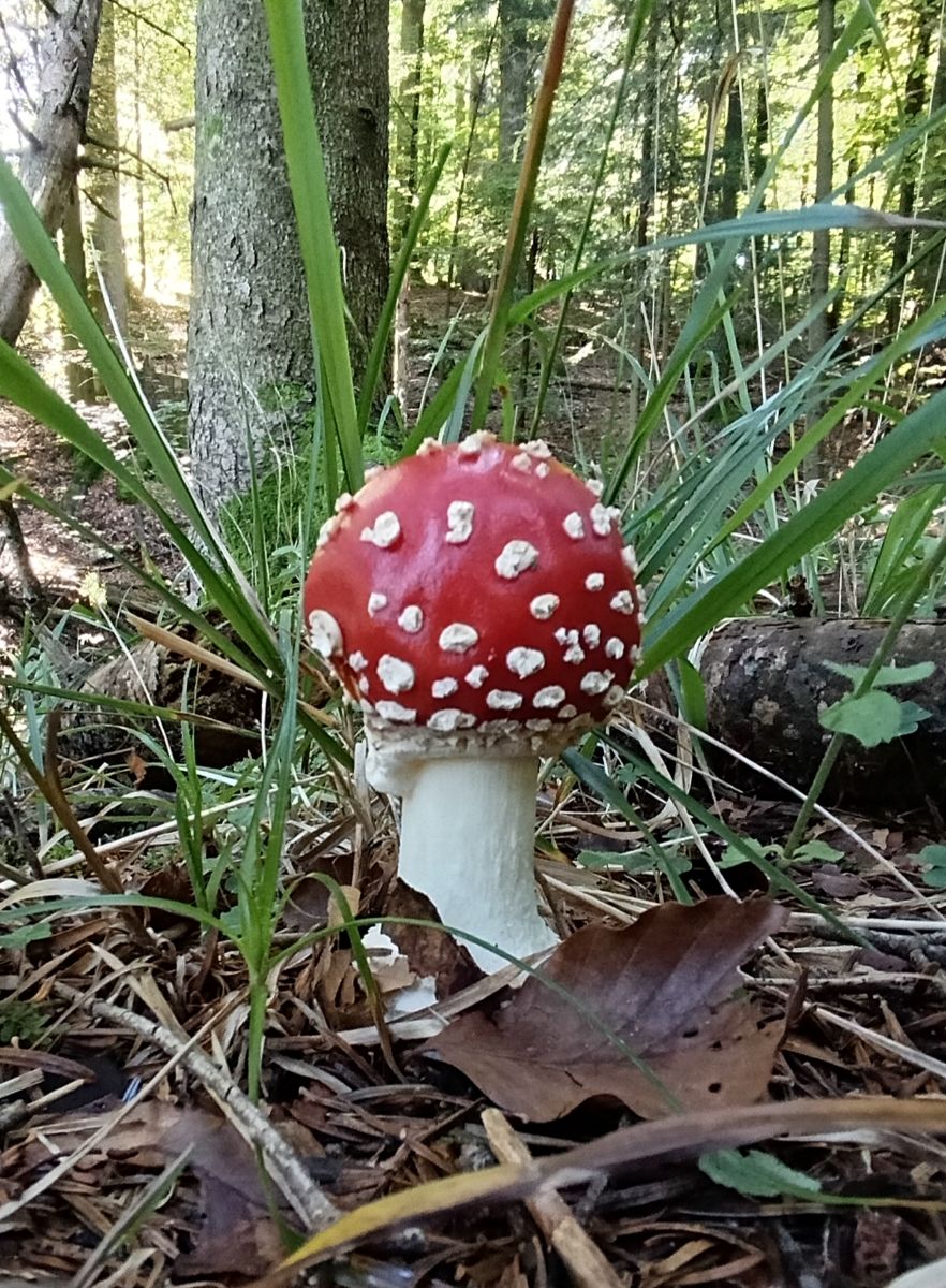 muhara, gljiva, šuma, priroda
