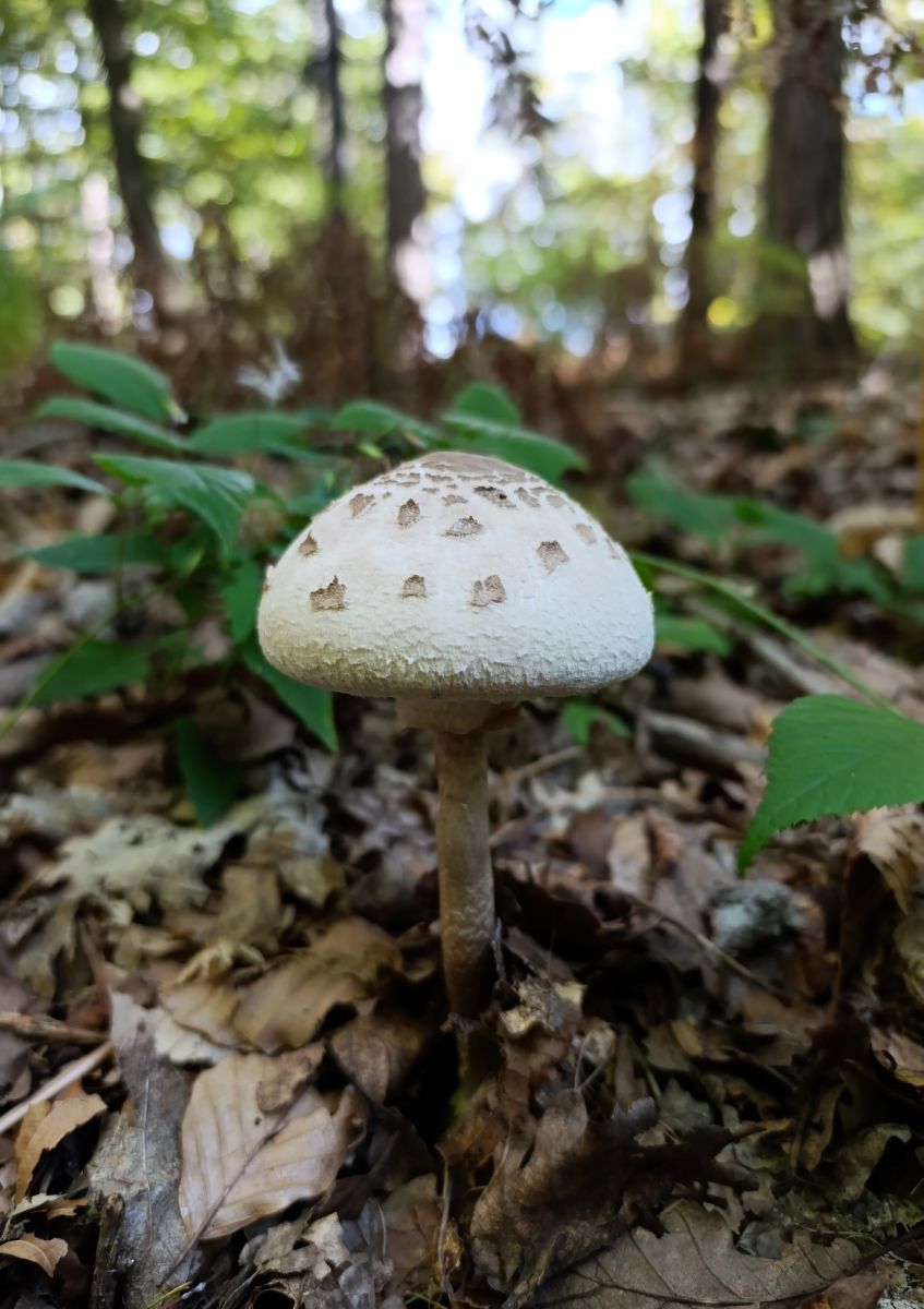 sunčanica, gljiva, šuma, priroda