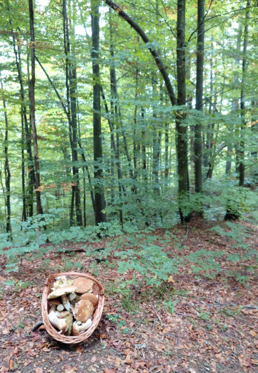 vrganji, šuma, branje gljiva, košara