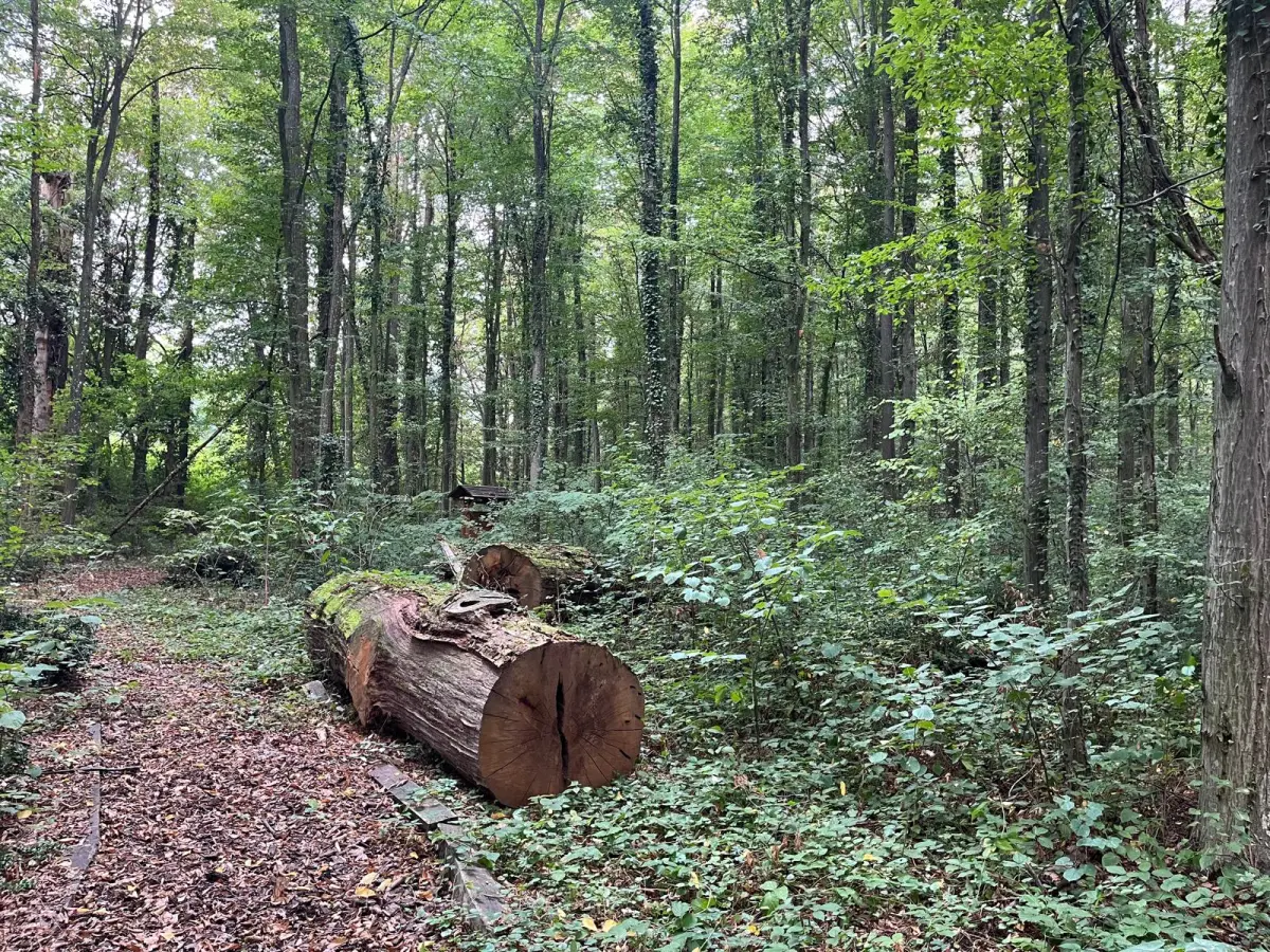 Spačvanska šuma, hrast lužnjak bazen