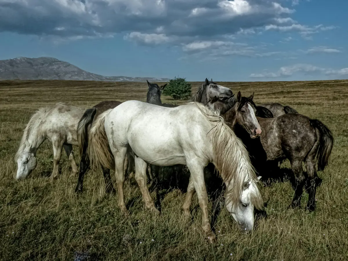 divlji konji, livno, unsplush