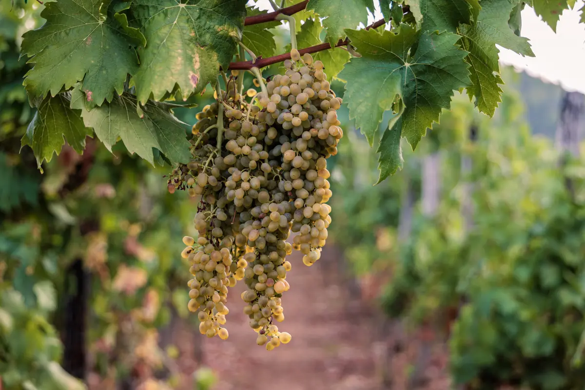 Vinarija Griža Blato Korčula