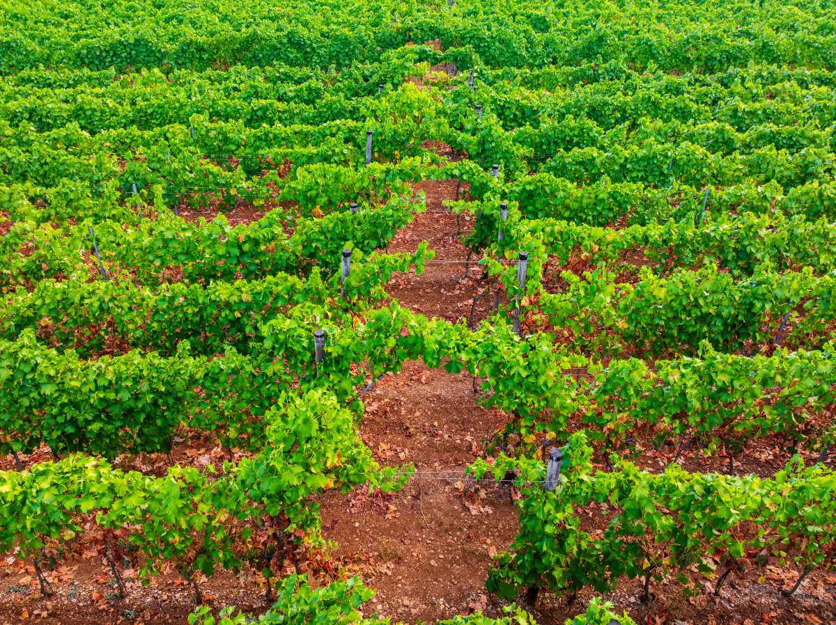Vinarija Griža Blato Korčula